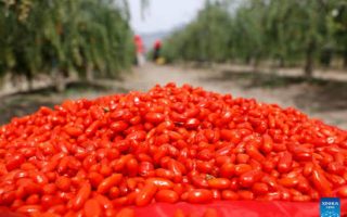 Becoming Chinese: Saat Air Hangat, Sandal Rumah, dan Goji Berry Jadi Gaya Hidup Global