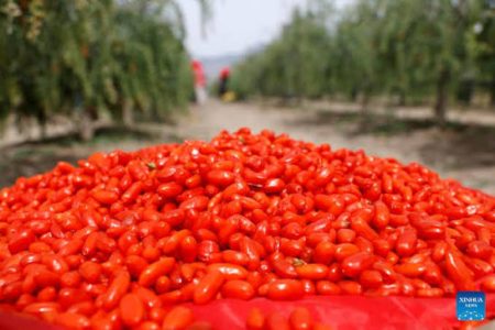 Becoming Chinese: Saat Air Hangat, Sandal Rumah, dan Goji Berry Jadi Gaya Hidup Global