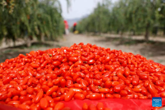 Becoming Chinese: Saat Air Hangat, Sandal Rumah, dan Goji Berry Jadi Gaya Hidup Global